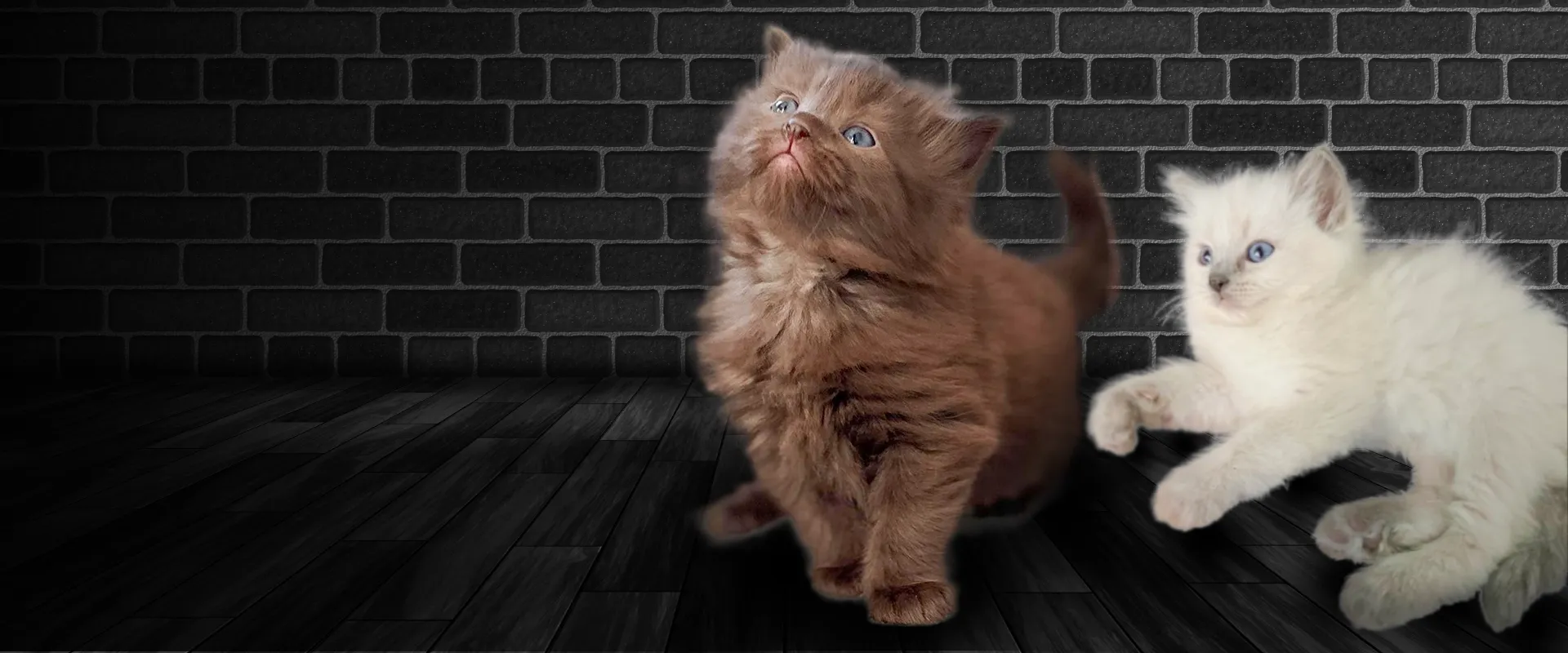 Cute Kitten